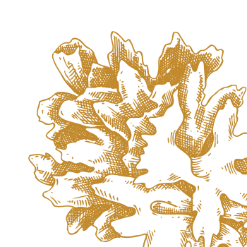 Un prezioso fungo miracoloso