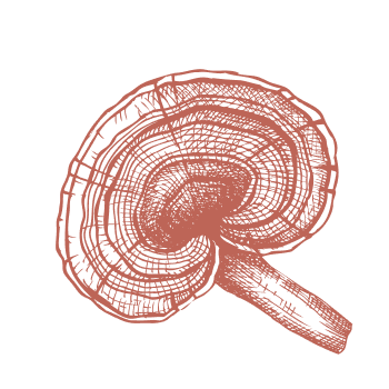 Per rafforzare il sistema immunitario, ritorna alla natura