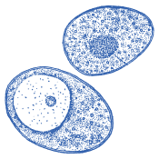 Scelta di qualità per ogni giorno